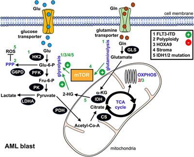 The Induction of a Permissive Environment to Promote T Cell Immune Evasion in Acute Myeloid Leukemia: The Metabolic Perspective